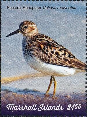 Colnect-5995-541-Pectoral-Sandpiper-Calidris-melanotos.jpg