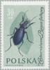 Colnect-2665-824-Violet-Ground-Beetle-Carabus-violaceus.jpg