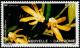 Colnect-854-597-Dendrobium-biflorum.jpg