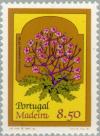 Colnect-185-804-Madeira-cranesbill-Geranium-maderense.jpg