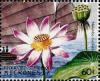 Colnect-5576-772-Nelumbo-nucifera.jpg