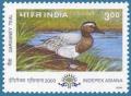 Colnect-548-017-Garganey-Anas-querquedula.jpg