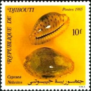 Colnect-1094-841-False-Margined-Cowry-Cypraea-nebrites.jpg