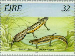 Colnect-129-271-Smooth-Newt-Triturus-vulgaris.jpg