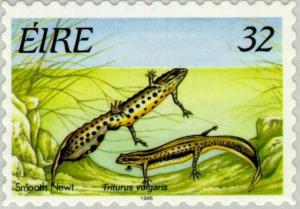 Colnect-129-276-Smooth-Newt-Triturus-vulgaris.jpg