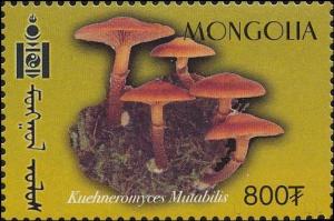 Colnect-1290-191-Kuehneromyces-mutabilis.jpg