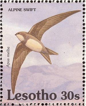 Colnect-1725-571-Alpine-Swift%C2%A0Apus-melba.jpg