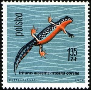 Colnect-2050-989-Alpine-Newt-Triturus-alpestris.jpg