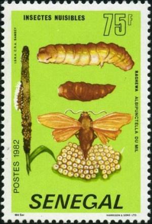 Colnect-2059-554-Millet-Head-Miner-Moth-Raghuva-albipunctella.jpg