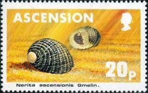 Colnect-4525-610-Ascension-Nerite-Nerita-ascensionis.jpg