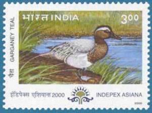 Colnect-548-017-Garganey-Anas-querquedula.jpg