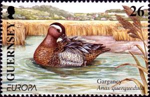 Colnect-5506-774-Garganey-Anas-querquedula.jpg