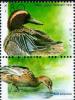 Colnect-795-954-Garganey-Anas-querqedula.jpg