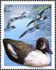 Colnect-572-483-Barrow--s-Goldeneye-nbsp-Bucephala-islandica.jpg