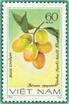 Colnect-1627-896-Plum-Mango-Bouea-oppositifolia.jpg