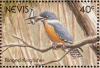 Colnect-1646-403-Ringed-Kingfisher-Ceryle-torquata.jpg