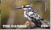 Colnect-4029-024-Pied-Kingfisher%C2%A0Ceryle-rudis.jpg