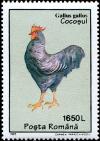 Colnect-4837-444-Red-Junglefowl-Gallus-gallus.jpg