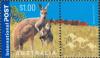 Colnect-510-721-Red-Kangaroo-Macropus-rufus.jpg