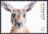 Colnect-6286-561-Red-Kangaroo-Macropus-rufus.jpg