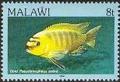 Colnect-1448-913-Gold-Kawanga-Pseudotropheus-zebra.jpg