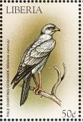 Colnect-1641-838-Pale-Chanting-Goshawk-Melierax-canorus.jpg