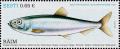 Colnect-3959-697-Baltic-Herring-Clupea-harengus-membras-.jpg