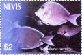 Colnect-5302-727-Blue-tang-Acanthurus-coeruleus.jpg