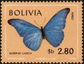 Colnect-5491-645-Sickle-winged-Morpho-Morpho-cacica.jpg