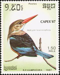 Colnect-1523-492-Grey-headed-Kingfisher-Halcyon-leucocephala.jpg