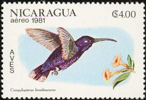 Colnect-1626-004-Violet-Sabrewing-Campylopterus-hemileucurus.jpg