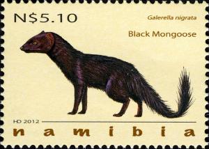 Colnect-3063-942-Black-Mongoose-Galerella-nigrata.jpg