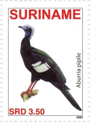 Colnect-3837-123-Blue-throated-Piping-Guan%C2%A0%C2%A0%C2%A0%C2%A0Aburria-cumanensis.jpg