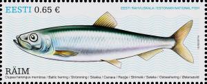 Colnect-3959-697-Baltic-Herring-Clupea-harengus-membras-.jpg