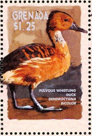 Colnect-4536-179-Fulvous-Whistling-Duck----Dendrocygna-bicolor.jpg