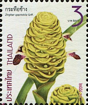 Colnect-5984-173-Beehive-Ginger---Zingiber-spectabile.jpg