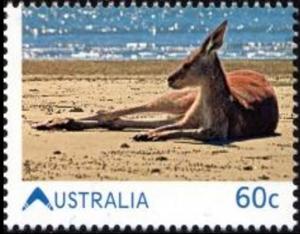 Colnect-6270-681-Red-Kangaroo-Macropus-rufus.jpg