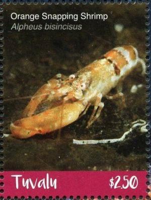 Colnect-6400-723-Orange-Snapping-Shrimp.jpg