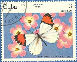 Colnect-679-206-Sara-Orangetip-Anthocaris-sara.jpg