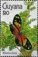 Colnect-3453-694-Numata-Longwing-Heliconius-numata-silvana.jpg