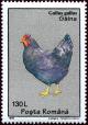 Colnect-4837-411-Red-Junglefowl-Gallus-gallus.jpg