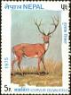 Colnect-4972-353-Barasingha-Cervus-duvauceli.jpg