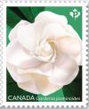 Colnect-5594-229-Gardenias-Green-Background.jpg