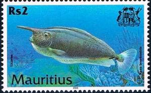 Colnect-2233-292-Short-nosed-Unicornfish-Naso-brevirostris.jpg