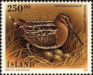 Colnect-3947-157-Common-Snipe-Gallinago-gallinago.jpg