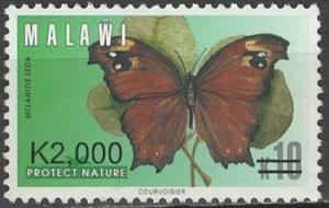 Colnect-4803-903-Common-Evening-Brown-Melanitis-leda.jpg