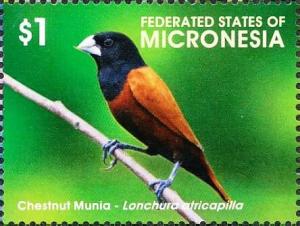 Colnect-5782-029-Chestnut-Munia---Lonchura-atricapilla.jpg