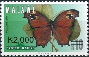 Colnect-6028-513-Common-Evening-Brown-Melanitis-leda.jpg