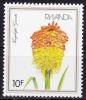 Colnect-3622-535-Kniphofia-grantii.jpg