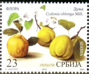 Colnect-2700-502-Quince-Dunja-Cydonia-Oblonga-Mill.jpg